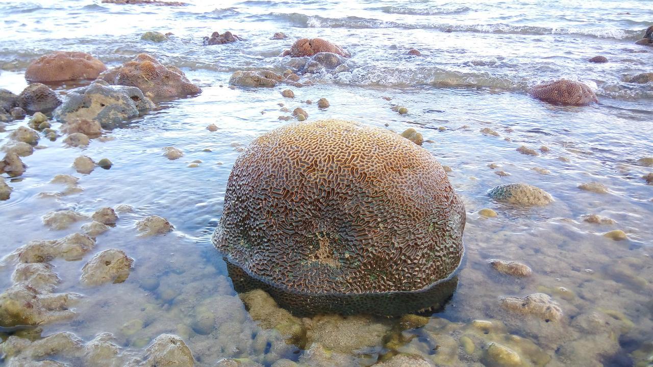 班柯木 科穆旅舍旅舍 外观 照片